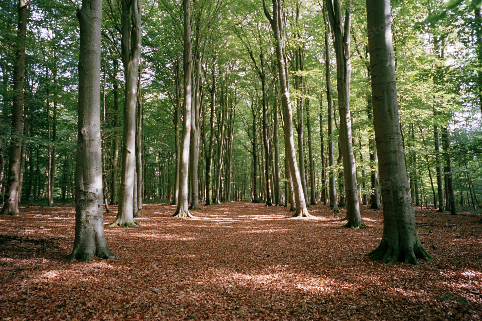 Tall beech trees in a temperate forest with dappled sunlight filtering through the canopy onto a leaf-covered ground