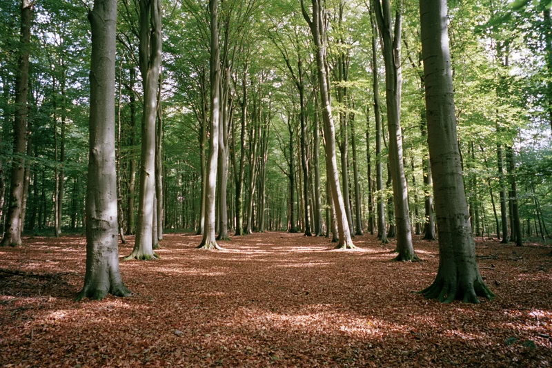 Tall beech trees in a temperate forest with dappled sunlight filtering through the canopy onto a leaf-covered ground