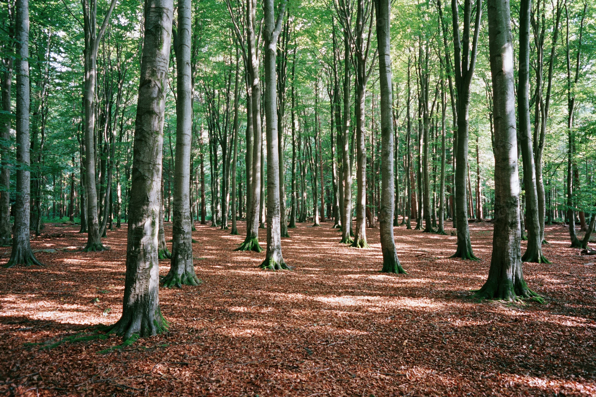 Tall beech trees standing in a dappled sunlight forest with leaf litter covering the ground