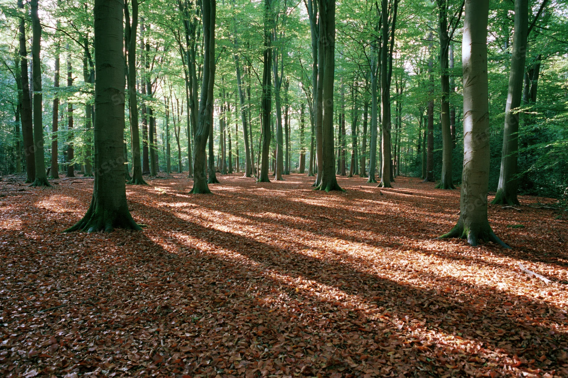 Sunlight filtering through tall beech trees in a temperate forest with leaf-covered ground