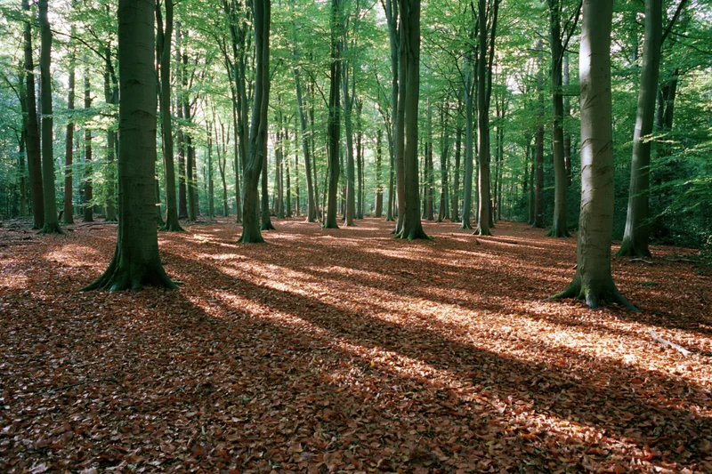 Sunlight filtering through tall beech trees in a temperate forest with leaf-covered ground