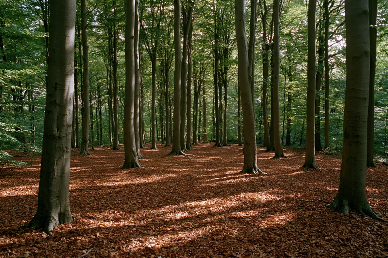 Tall beech trees in a temperate forest with sunlight filtering through the canopy onto a leaf-covered ground