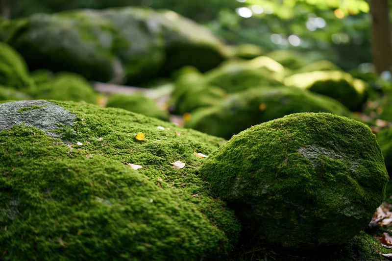 Thick green moss covering large rounded boulders in a forest setting