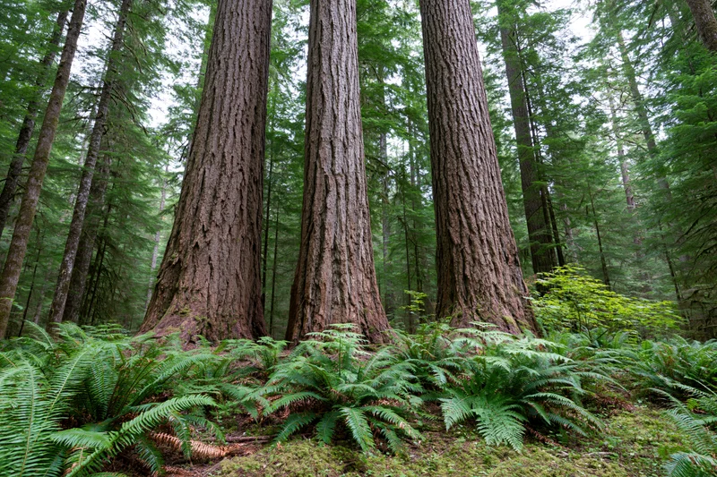 Massive redwood tree trunks rising from a fern-covered forest floor in a dense old-growth woodland