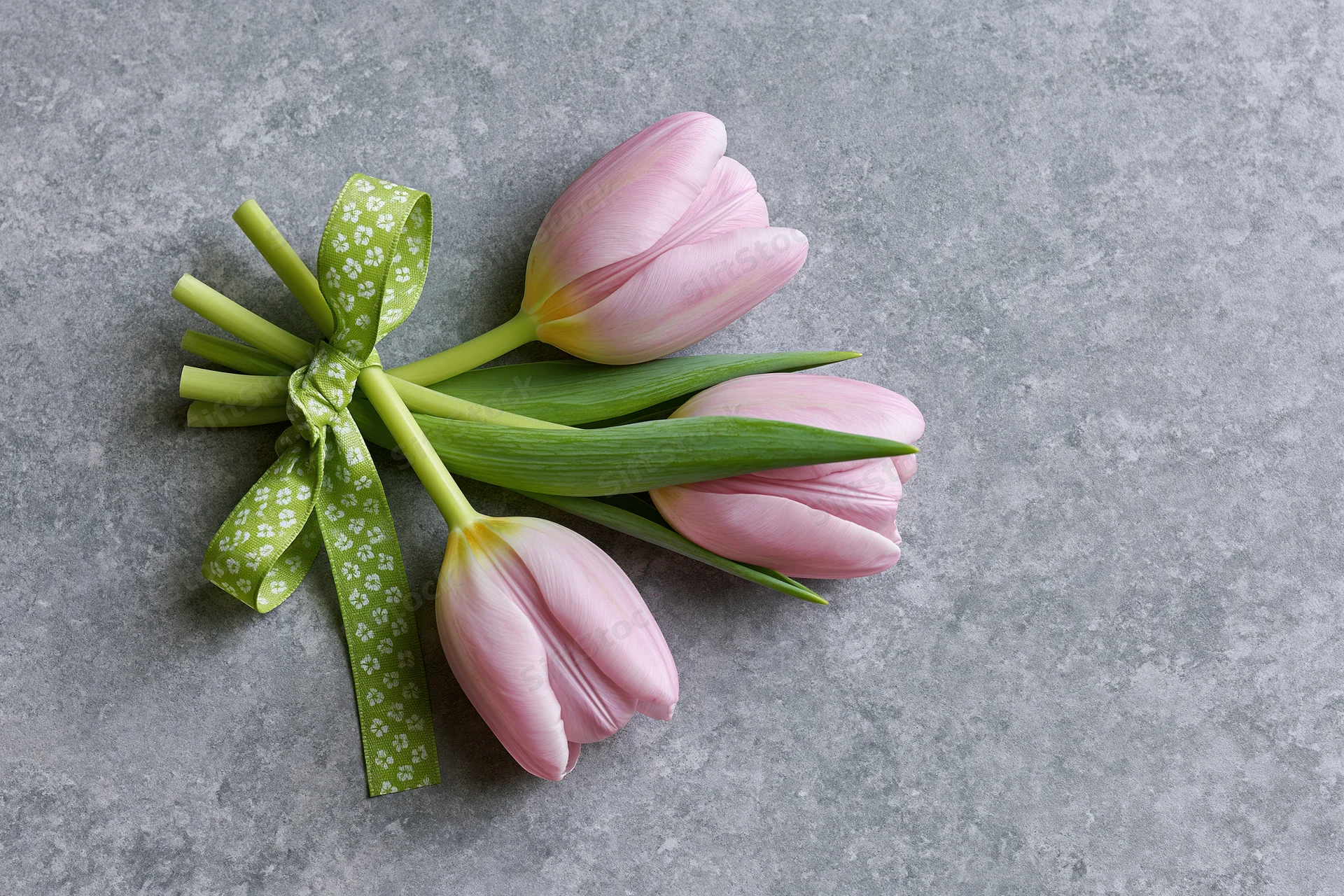 Three pale pink tulips tied with a green patterned ribbon on a gray concrete surface