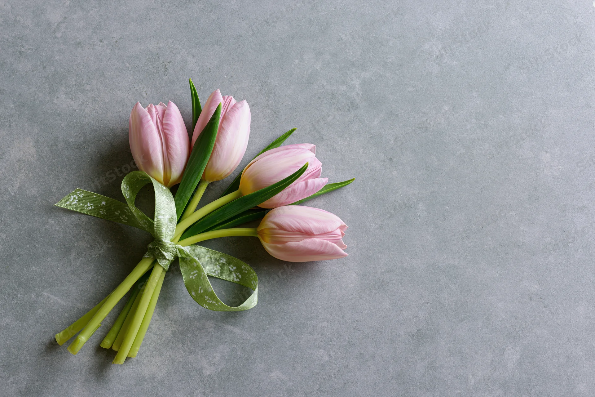 A bouquet of pale pink tulips tied with a green ribbon on a gray concrete surface