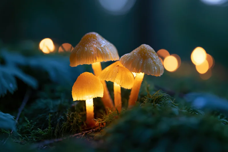 Glowing mushrooms clustered on mossy forest floor at night