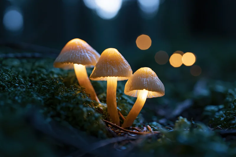 Three glowing mushrooms clustered on mossy forest floor at night