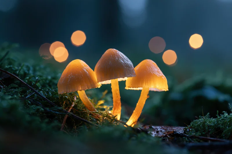 Three glowing mushrooms clustered on mossy forest floor at night