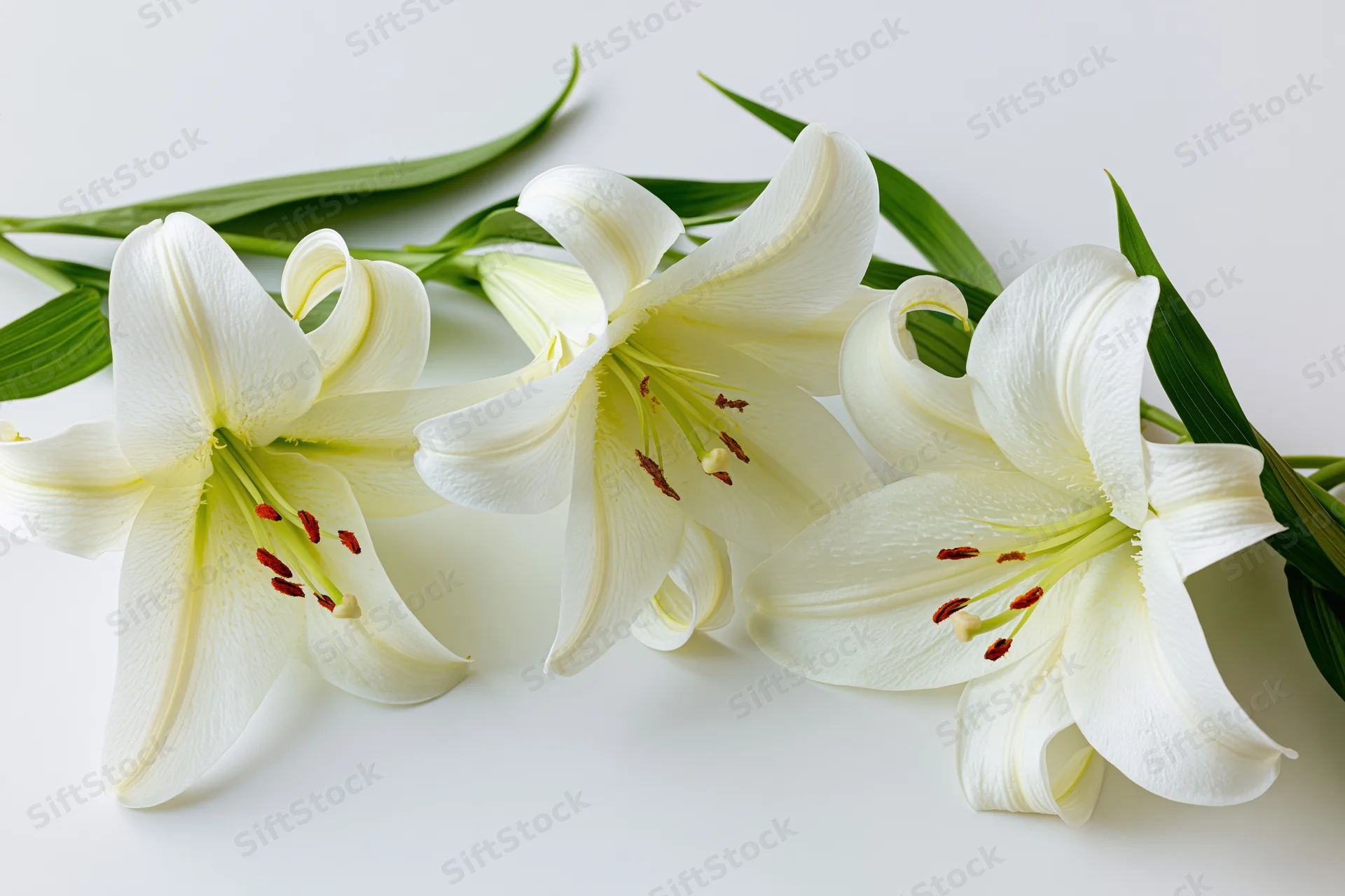 Three white lily blooms with green leaves arranged on a white surface