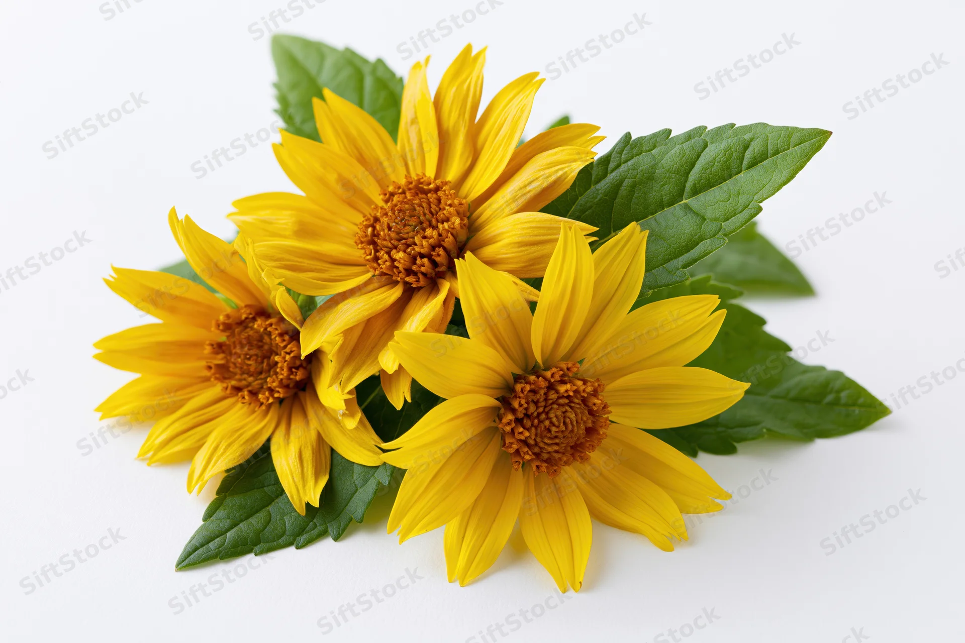 Three yellow daisy-like flowers with green leaves arranged on a white surface