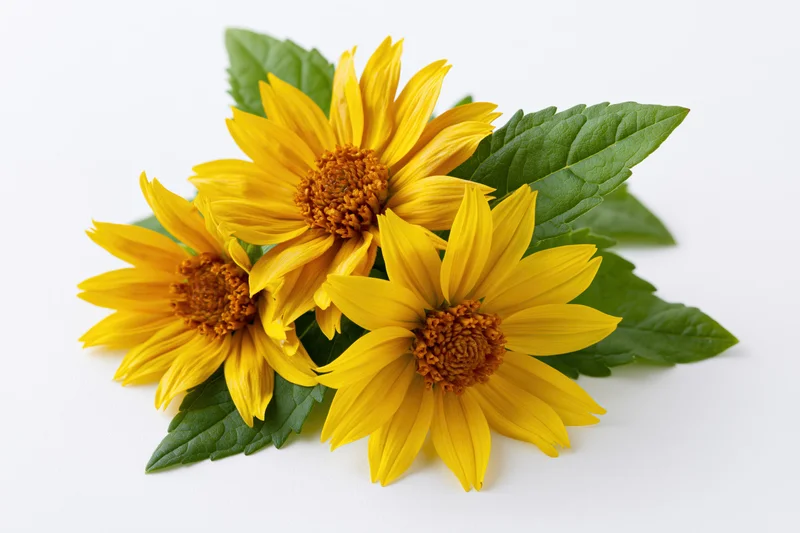 Three yellow daisy-like flowers with green leaves arranged on a white surface