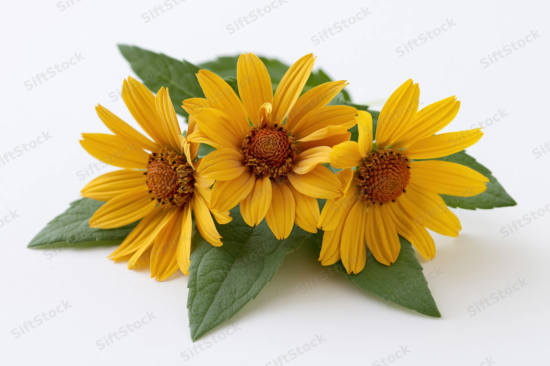 Three yellow daisy-like flowers with green leaves arranged in a cluster on a white surface