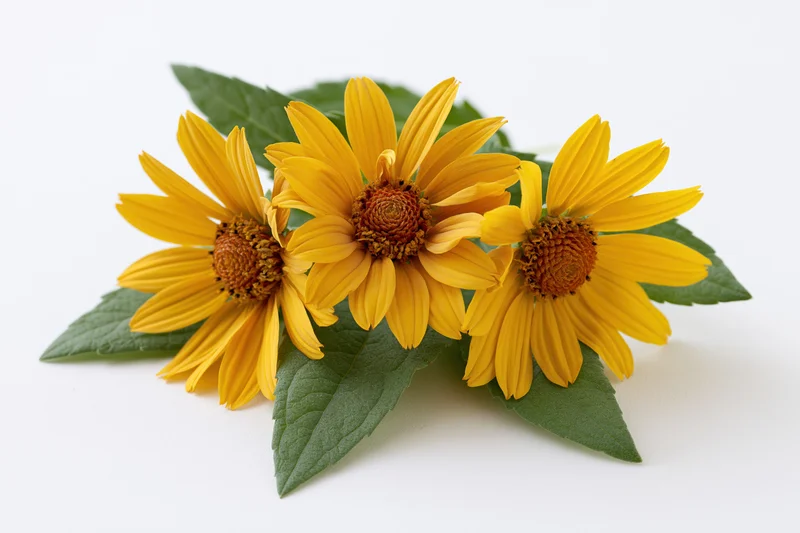 Three yellow daisy-like flowers with green leaves arranged in a cluster on a white surface
