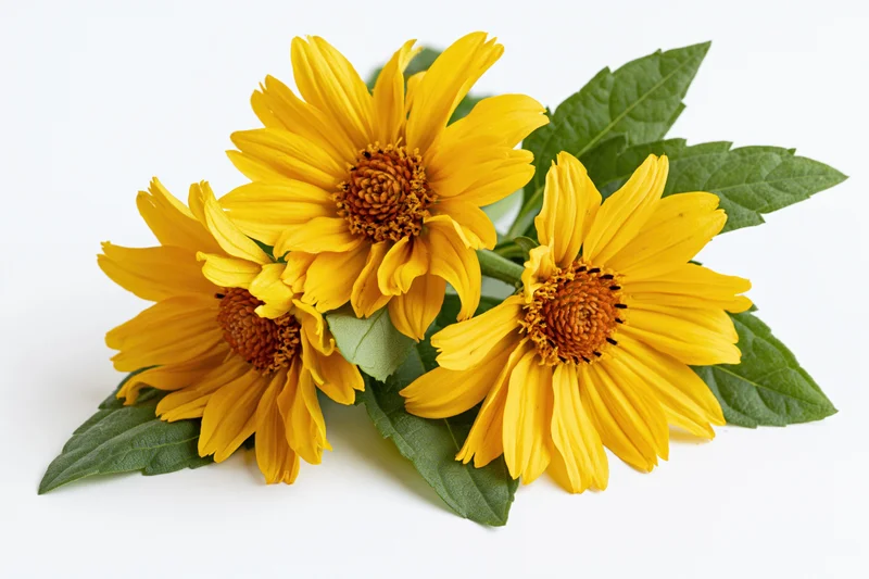 Three yellow daisy-like flowers with green leaves arranged in a cluster on a white background