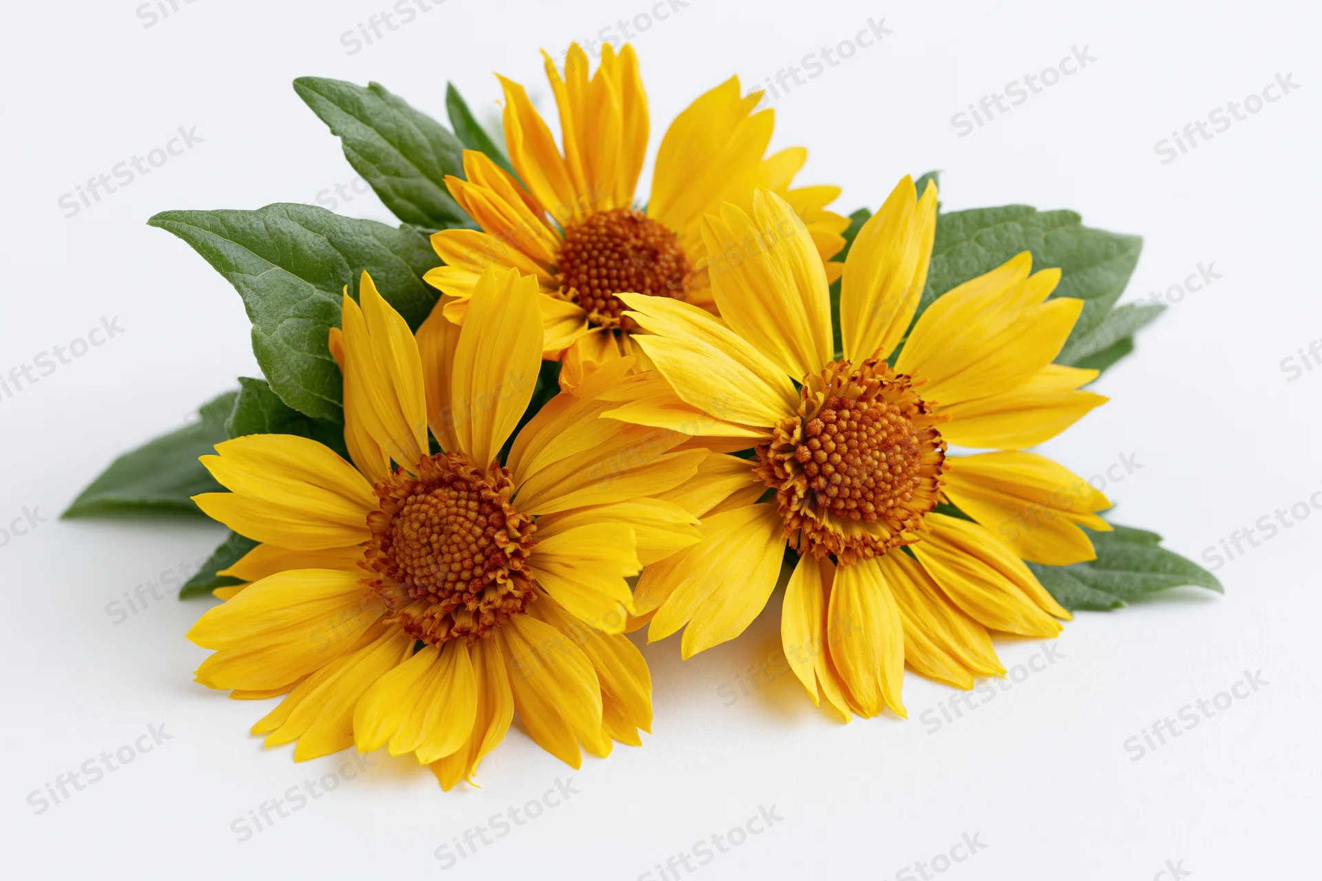 Three yellow daisy-like flowers with green leaves arranged in a cluster on white background