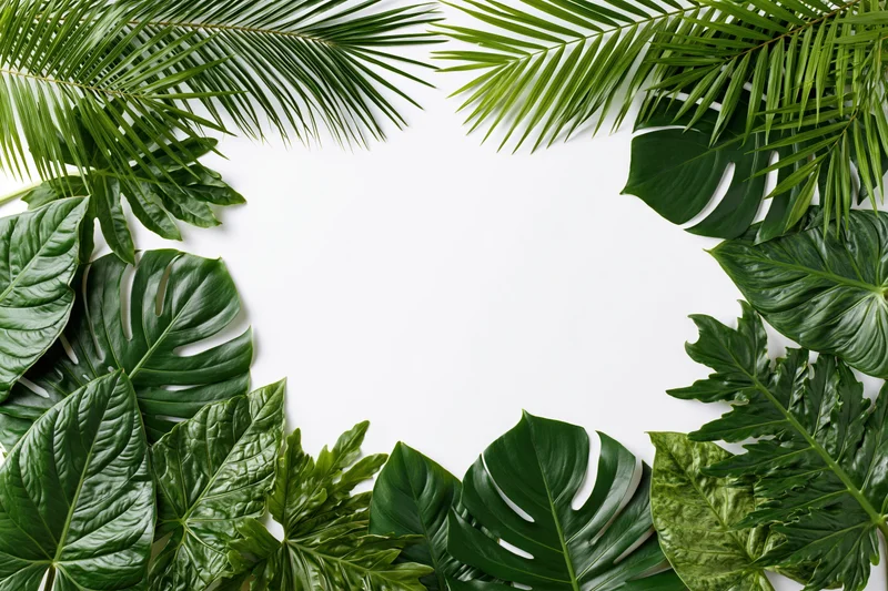 Tropical foliage arranged in a border framing a white open center