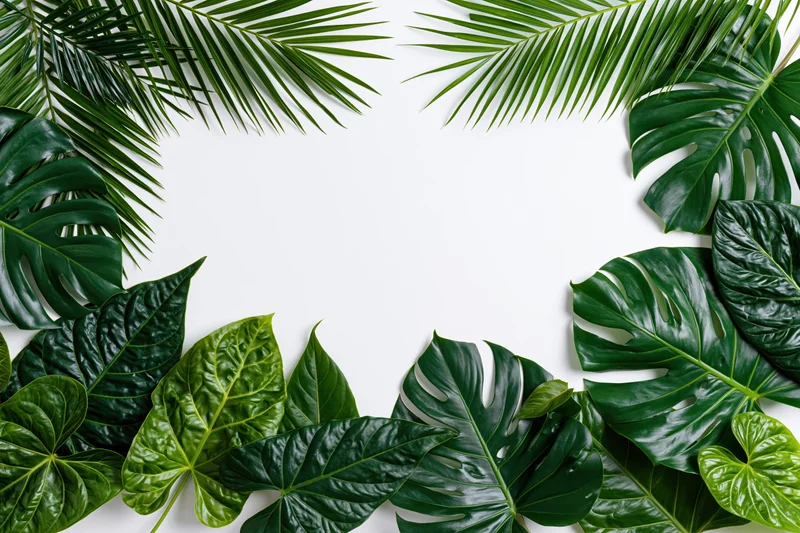 Tropical foliage arranged in a border framing a white open center