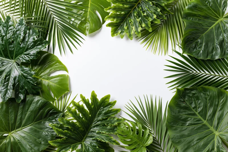 Tropical foliage arranged in a border frame on white background with copyspace