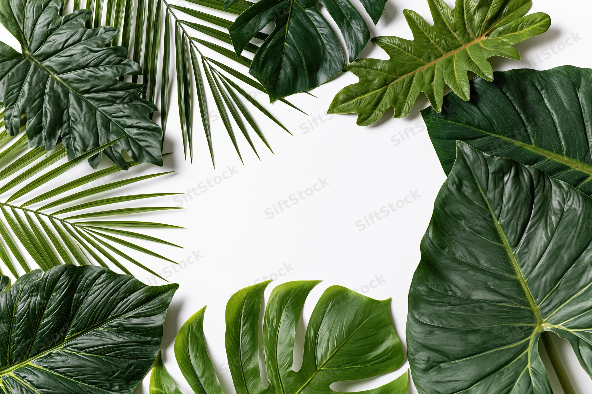 Tropical leaves arranged in a border frame on white background with copyspace
