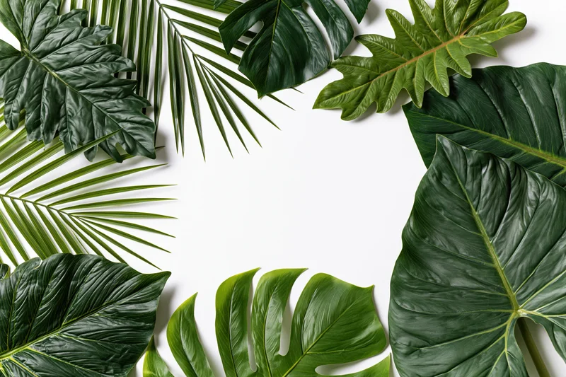 Tropical leaves arranged in a border frame on white background with copyspace