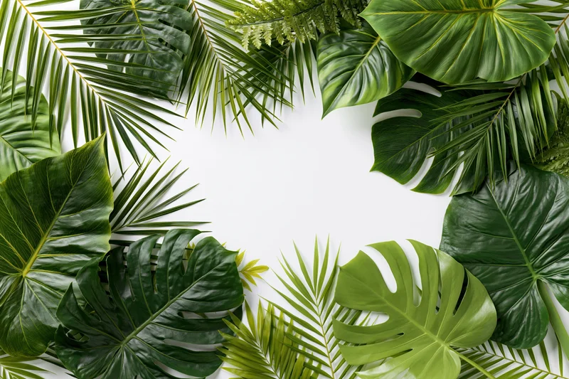 Tropical foliage arranged in a border frame on white background with copyspace