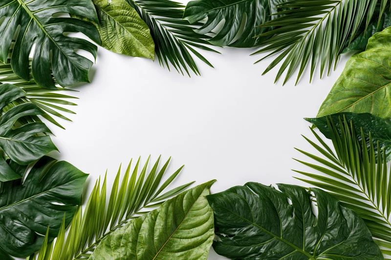 Tropical leaves arranged as a flat lay border frame on white background