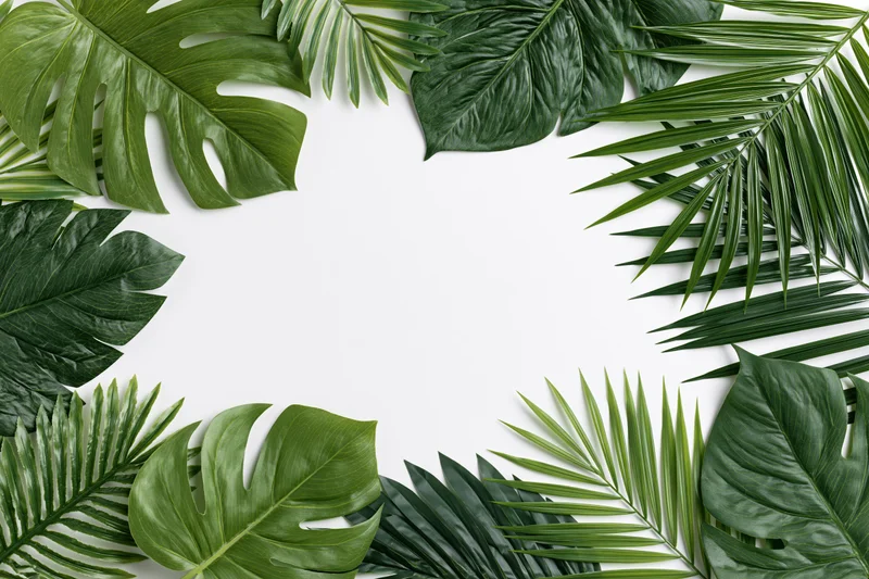 Tropical leaves arranged as a flat lay border frame on white background