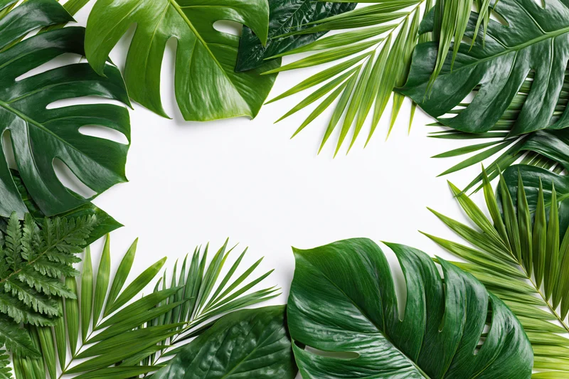 Tropical leaves arranged as a flat lay border frame on white background