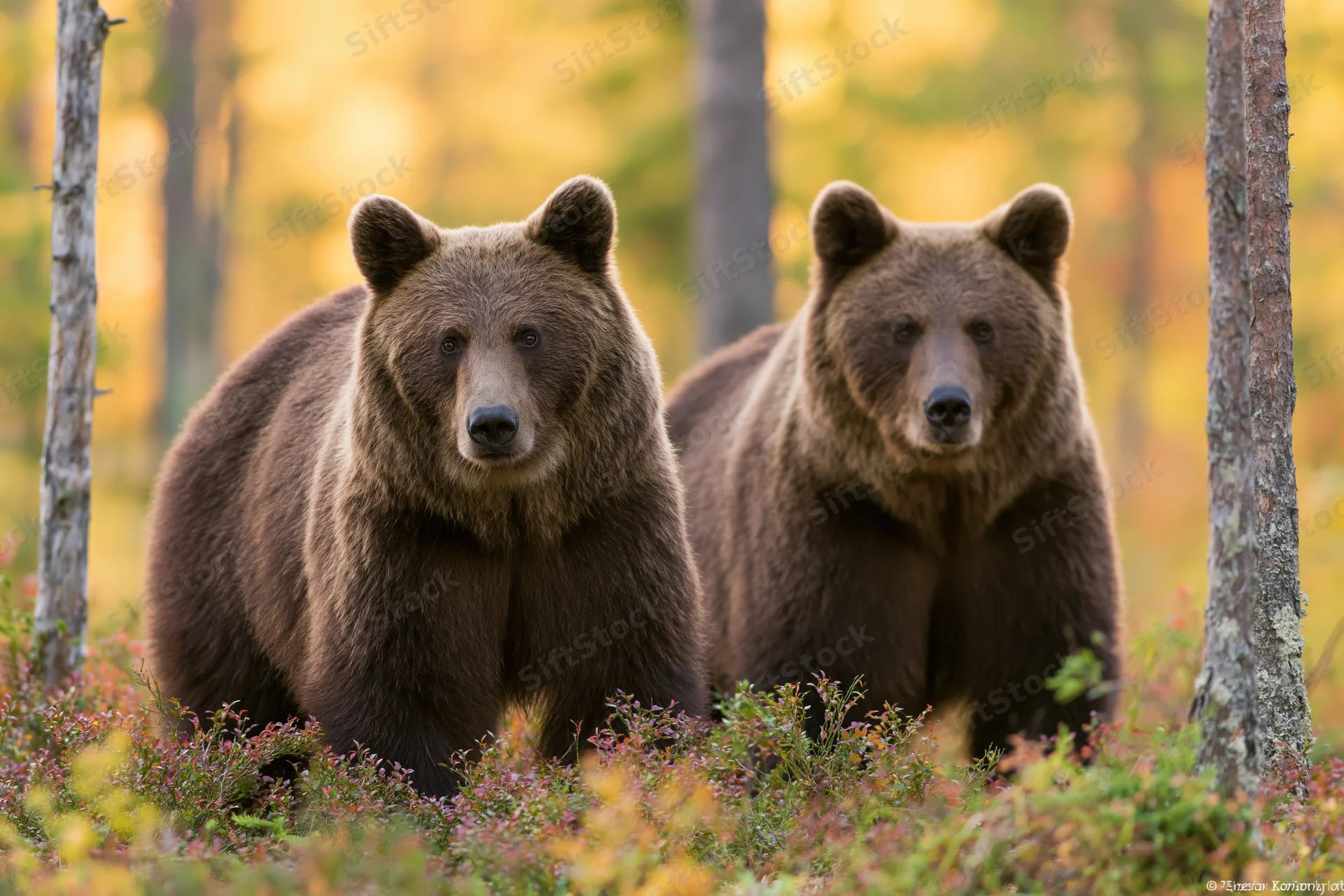 Two brown bears standing alert among low shrubs in a forest at autumn
