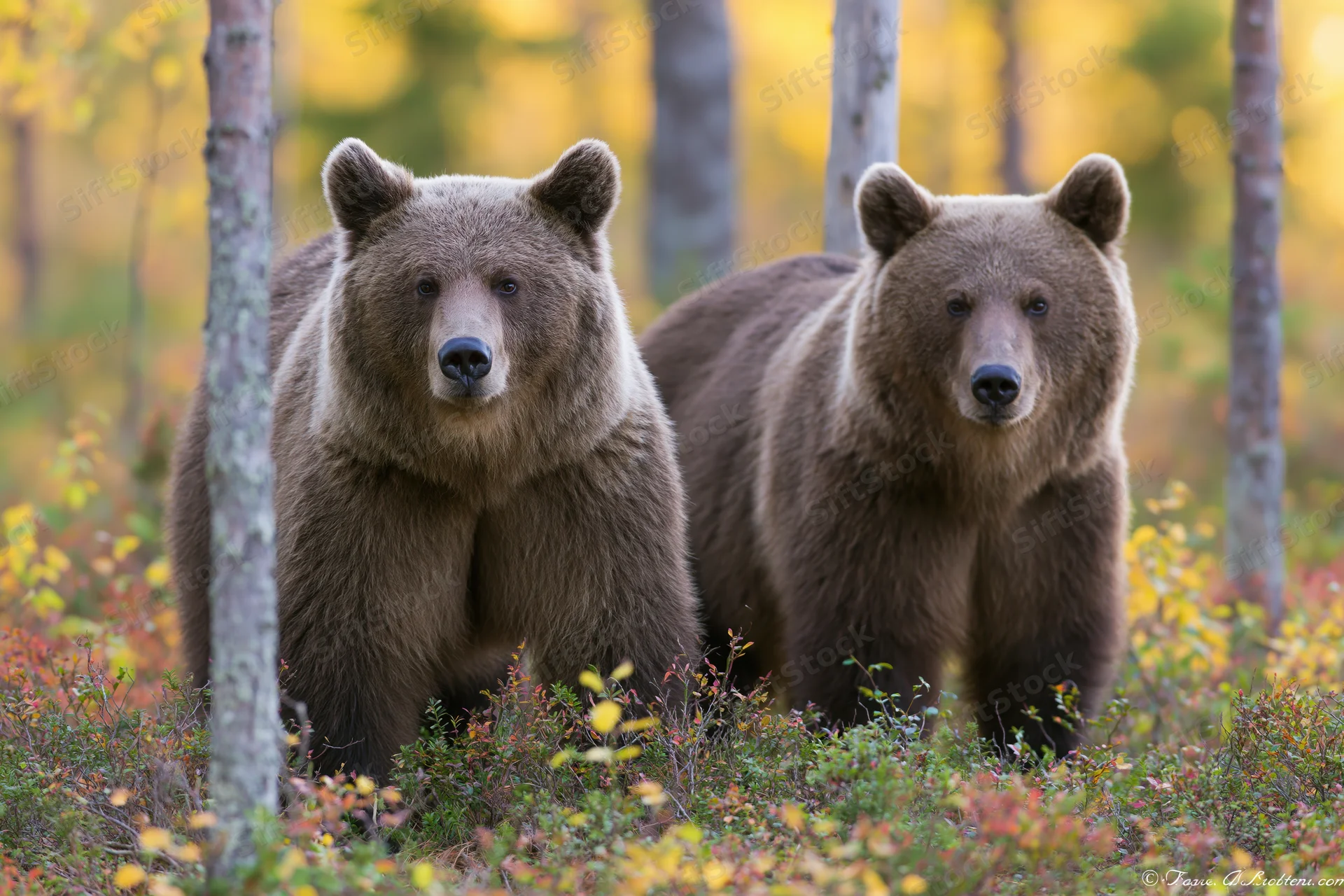 Two brown bears standing alert among low shrubs in a forest during autumn