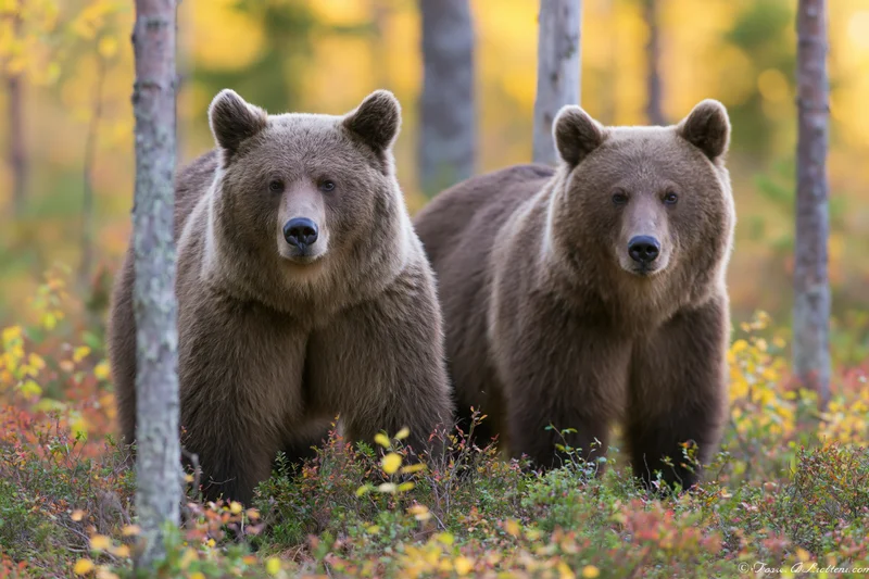 Two brown bears standing alert among low shrubs in a forest during autumn