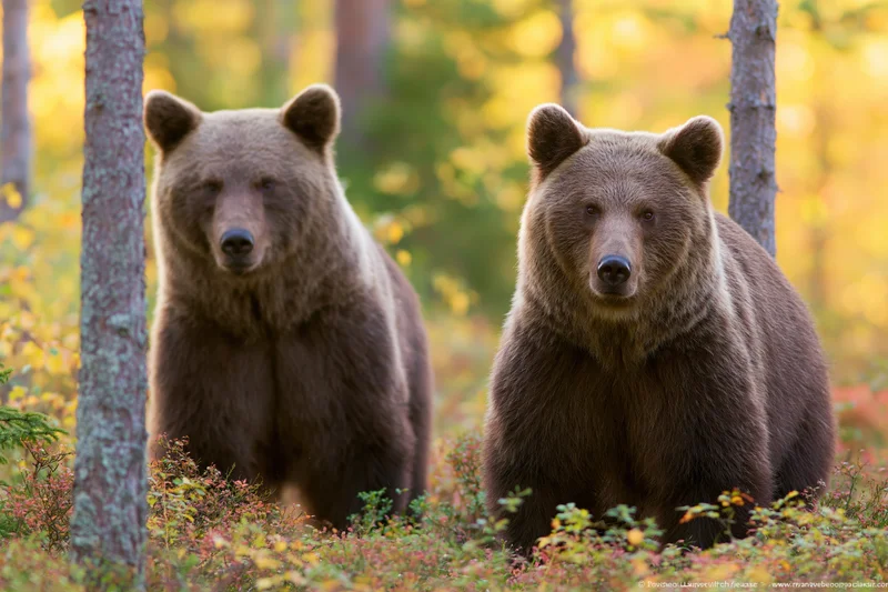 Two brown bears standing alert among low shrubs in a forest during autumn