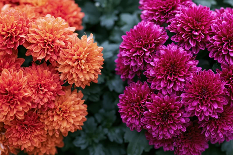 Two clusters of orange and pink chrysanthemums in full bloom side by side in a garden setting