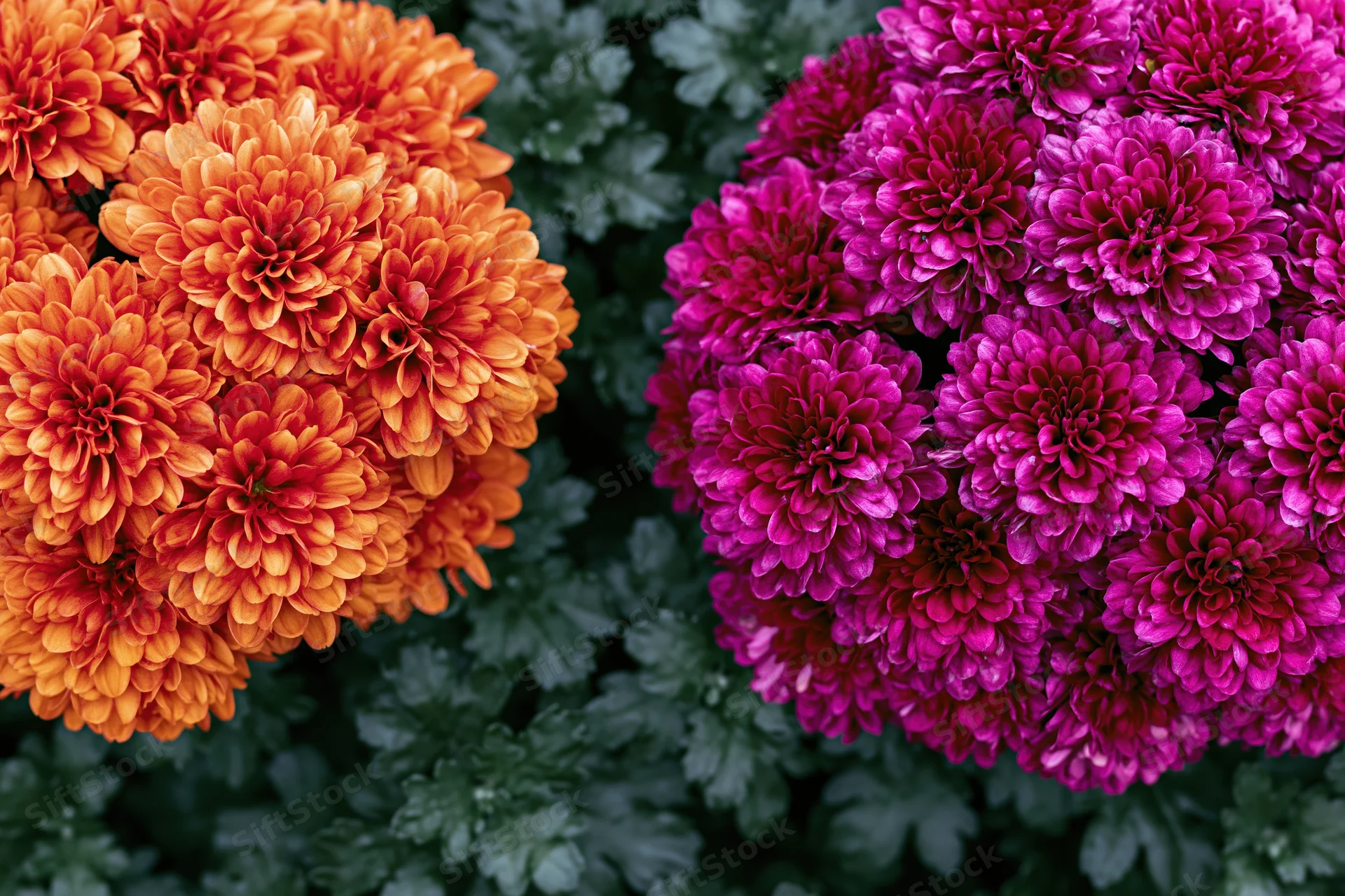 Two clusters of orange and magenta chrysanthemums in full bloom surrounded by green foliage