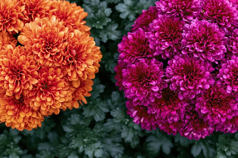 Two clusters of orange and magenta chrysanthemums in full bloom surrounded by green foliage