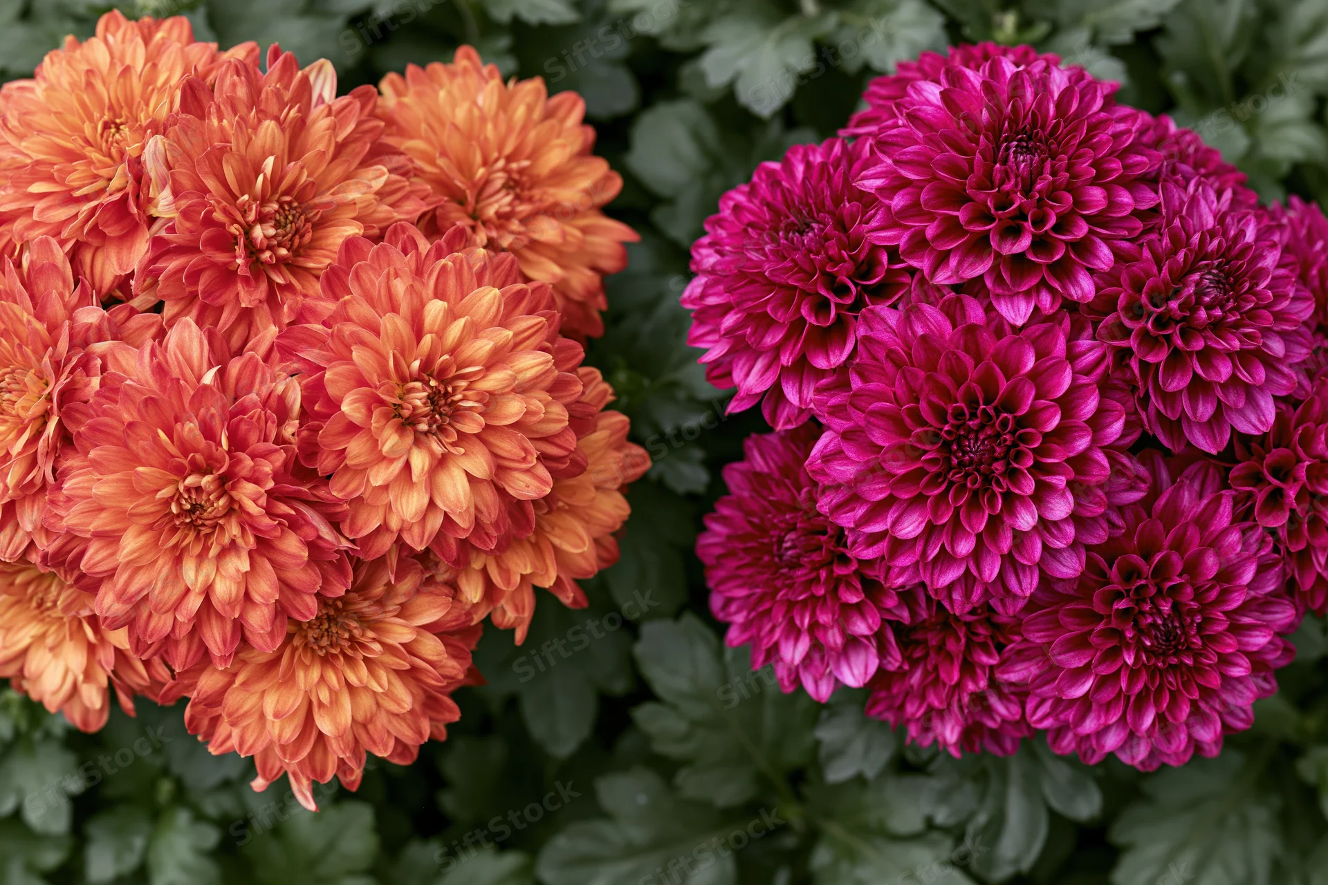 Two clusters of orange and pink chrysanthemums in full bloom surrounded by green foliage