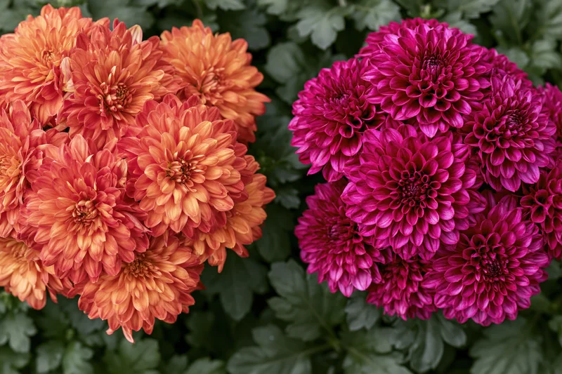 Two clusters of orange and pink chrysanthemums in full bloom surrounded by green foliage