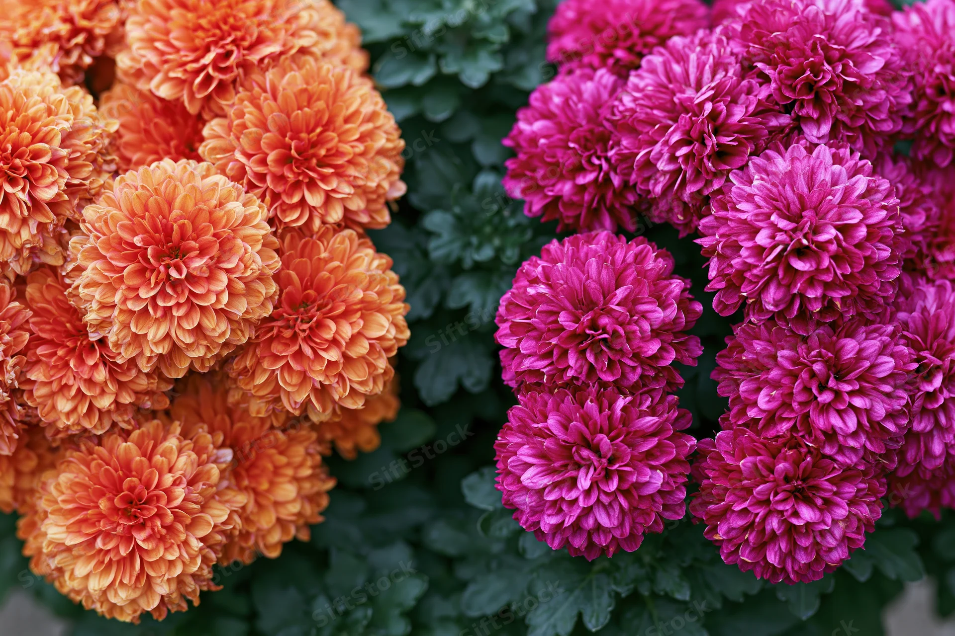 Two clusters of orange and pink chrysanthemums in full bloom side by side with green foliage