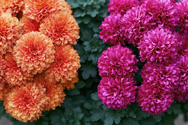 Two clusters of orange and pink chrysanthemums in full bloom side by side with green foliage