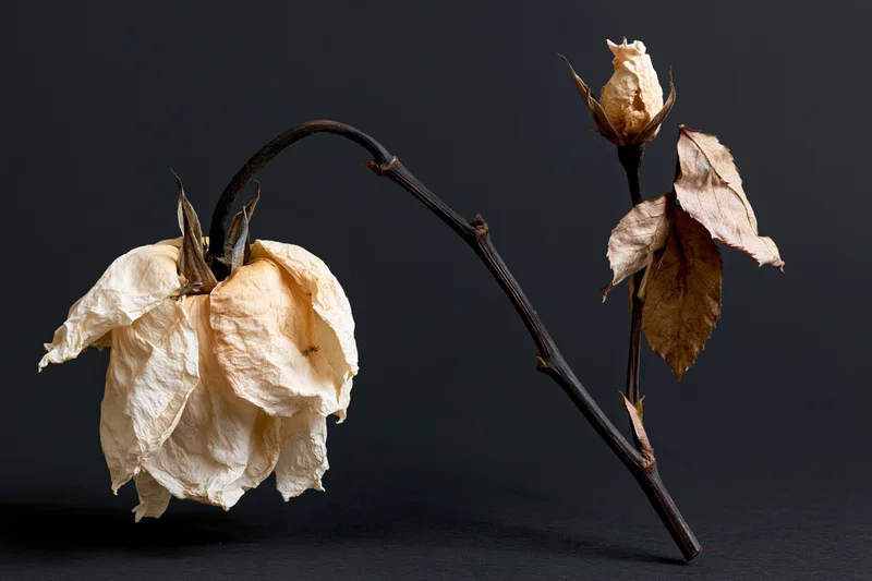 Dried rose stem with wilted papery bloom and leaf on dark background