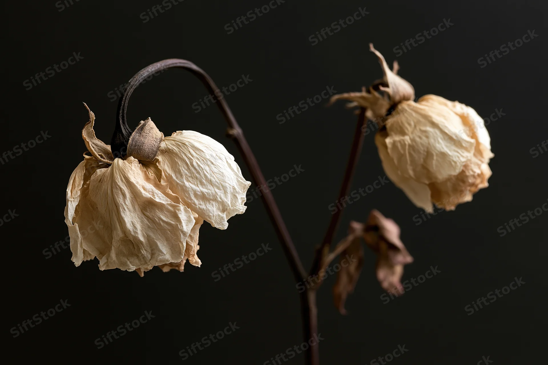 Two dried rose stems with wilted papery blooms against dark background