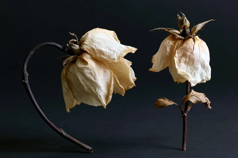 Two dried roses with wilted papery blooms on dark background