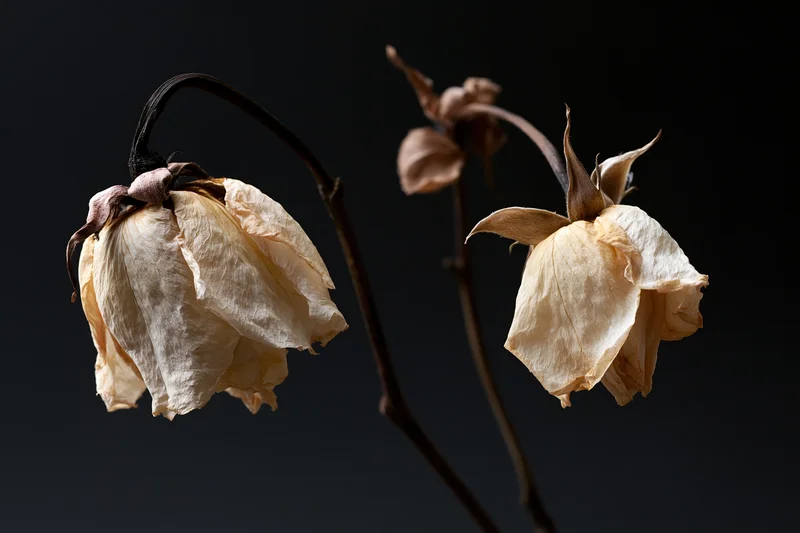 Dried roses with wilted papery blooms on dark background