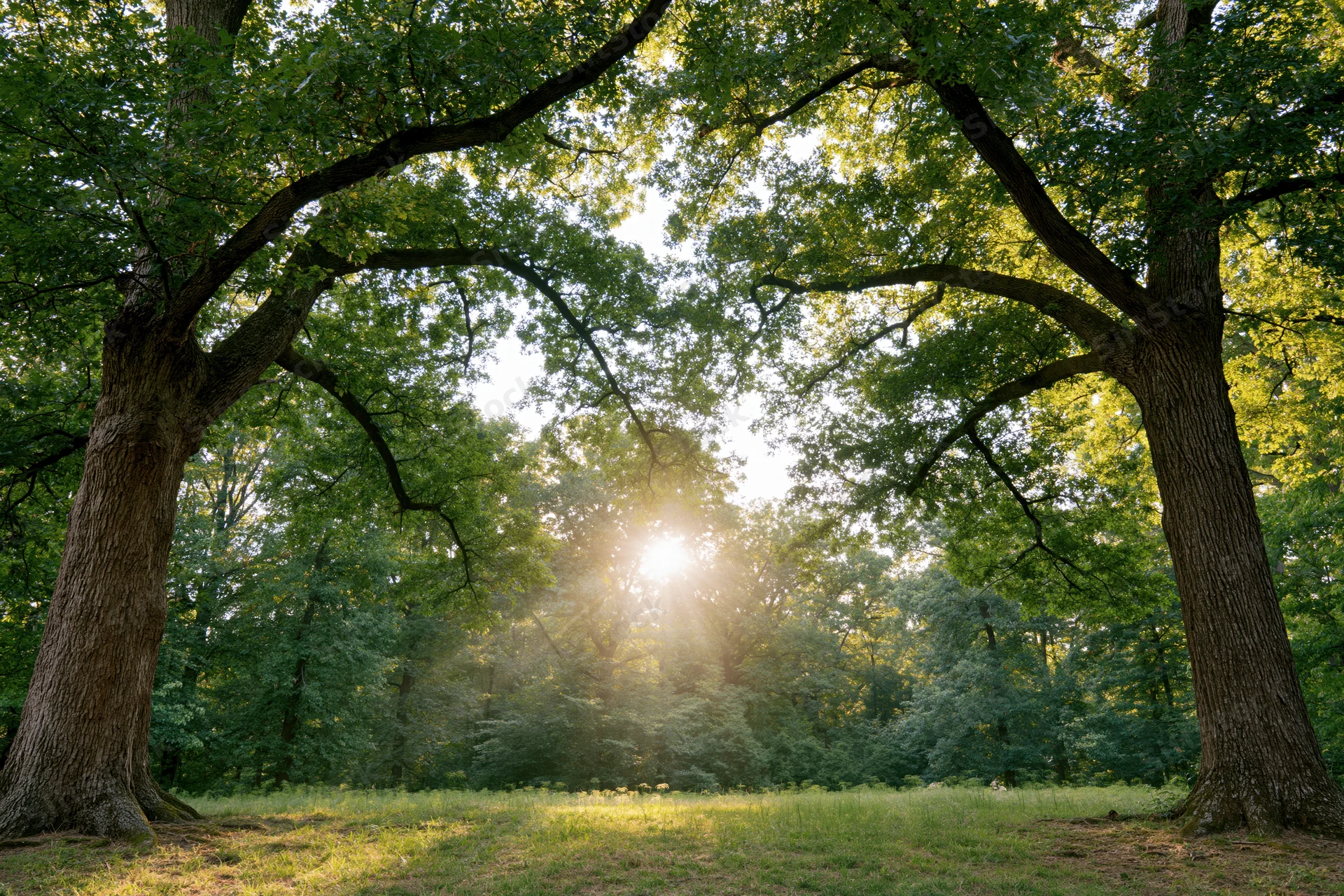 Two large oak trees framing a sunlit forest clearing with dappled light on grassy ground
