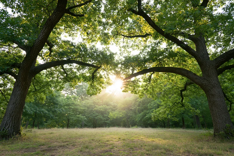 Two large oak trees framing a sunlit forest clearing with dappled light through branches