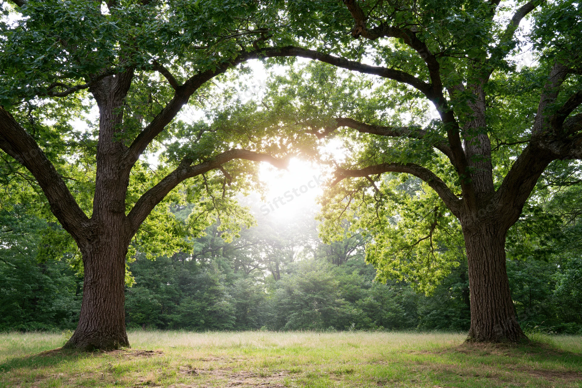 Two large oak trees framing a sunlit forest clearing with branches arching overhead