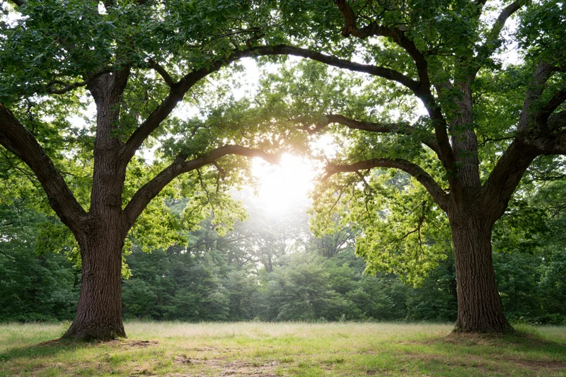 Two large oak trees framing a sunlit forest clearing with branches arching overhead