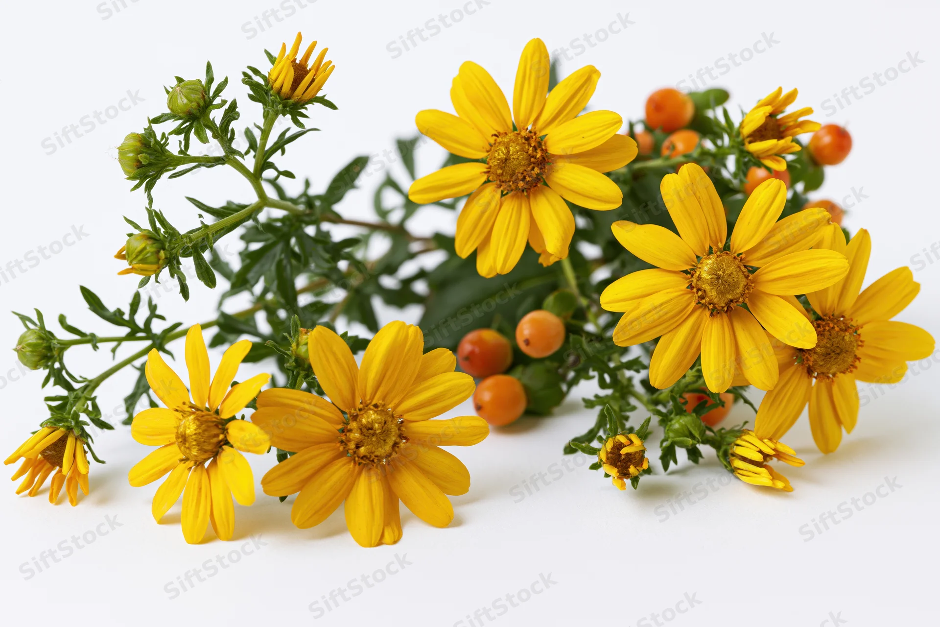 Bright yellow daisy-like flowers with green stems and orange berries arranged on a white surface