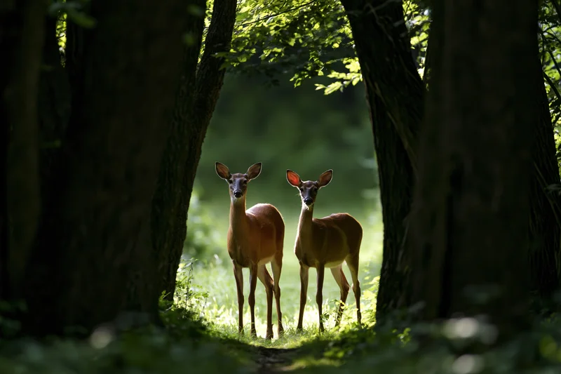 Two white-tailed deer standing alert in a sunlit forest clearing between trees